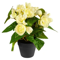 Die moderne Hausfrau Begonienbusch creme