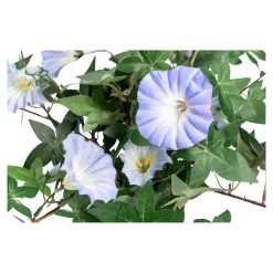 Die moderne Hausfrau Kunstblume "Winde" blau