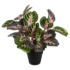 Die moderne Hausfrau Kunstpflanze "Alocasia"