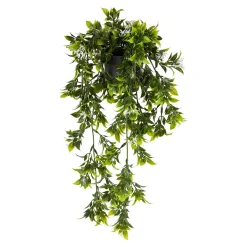 Die moderne Hausfrau Rankpflanze